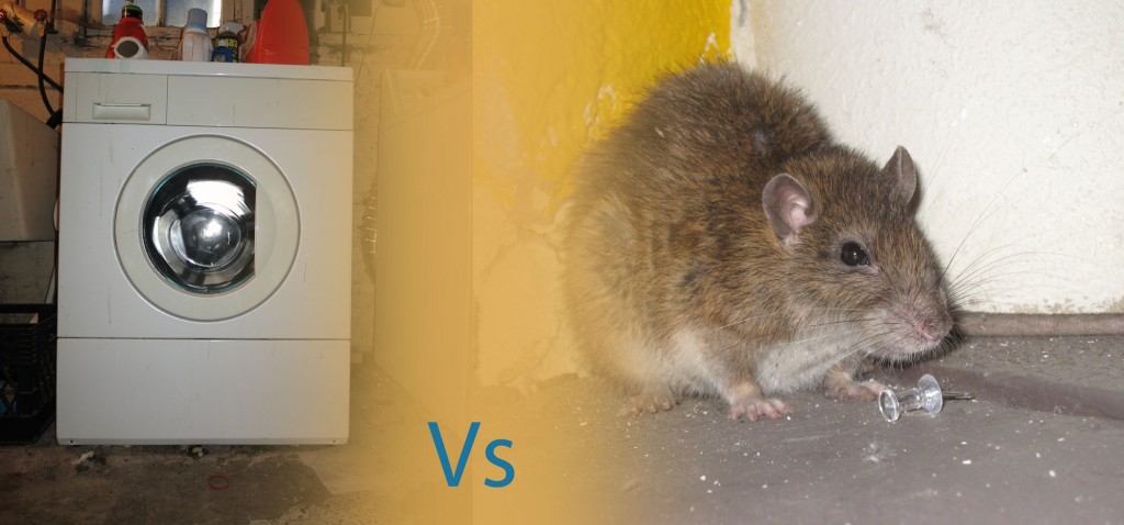 Rat-vs
